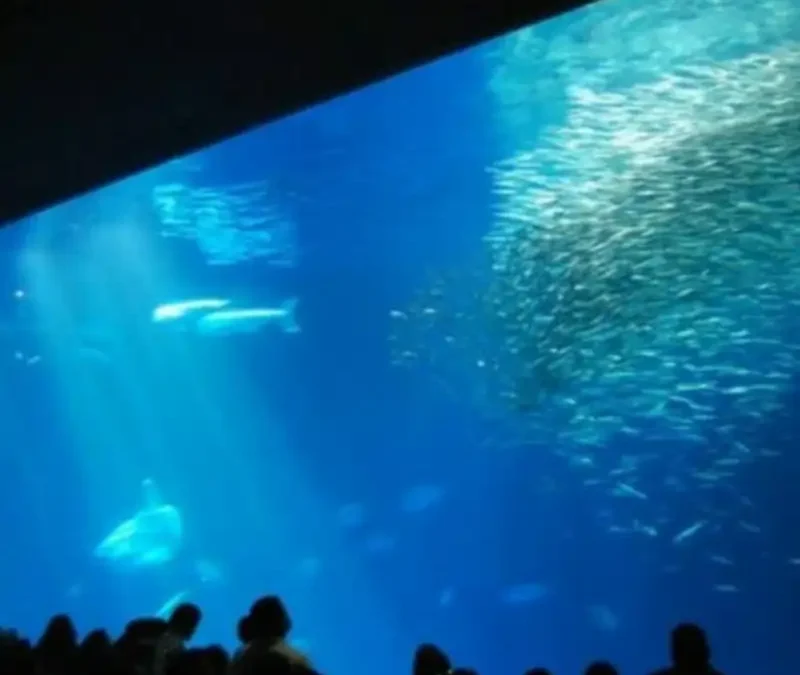 La più grande lastra di PLEXIGLAS ® al mondo