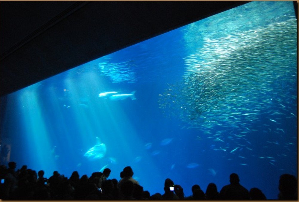 La più grande lastra di plexiglass al mondo Monterey California